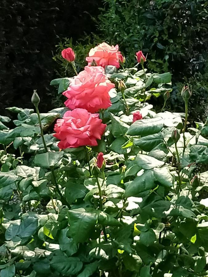 Rose'S Garden - Zona Tranquilla - Vicino Torino Appartement Pino Torinese Buitenkant foto